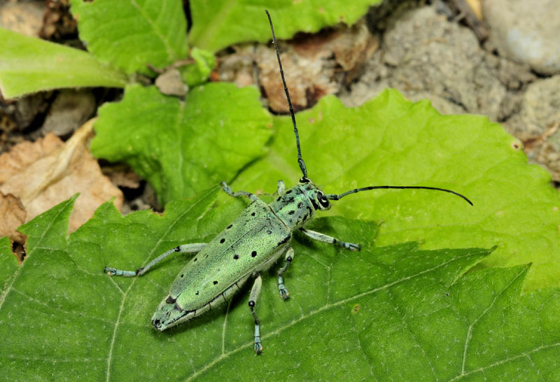 Saperda punctata